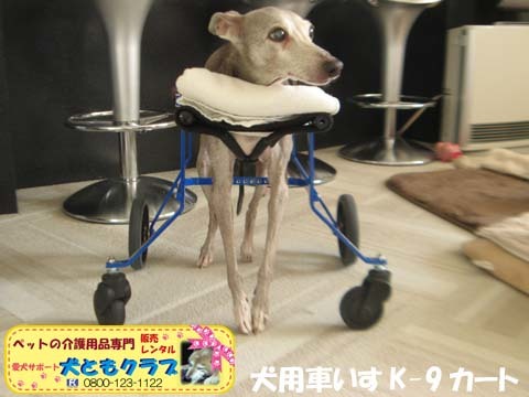 犬用車椅子K9Cartsイタリアングレーハウンドのケビンくん2017042802.jpg