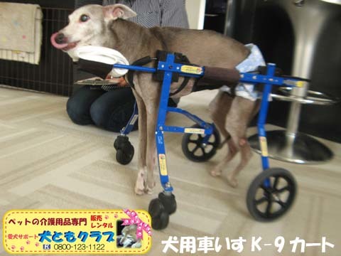 犬用車椅子K9Cartsイタリアングレーハウンドのケビンくん2017042803.jpg