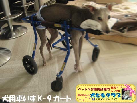 犬用車椅子K9Cartsイタリアングレーハウンドのケビンくん2017042805.jpg
