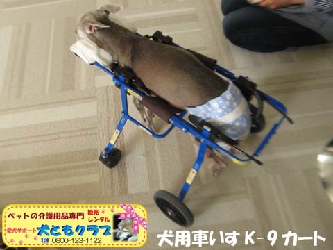 犬用車椅子K9Cartsイタリアングレーハウンドのケビンくん2017042807.jpg
