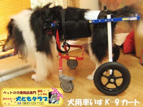 犬用車椅子K9Cartsコリーのアッシュくん2017072103.jpg