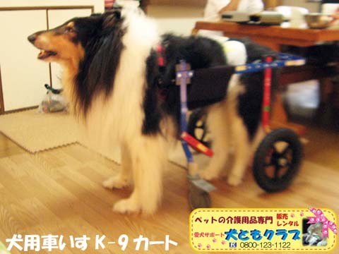 犬用車椅子K9Cartsコリーのアッシュくん用2017070801.jpg