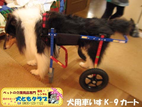 犬用車椅子K9Cartsコリーのアッシュくん用2017070802.jpg