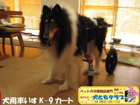 犬用車椅子K9Cartsコリーのアッシュくん用2017070803.jpg