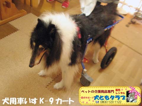 犬用車椅子K9Cartsコリーのアッシュくん用2017070804.jpg