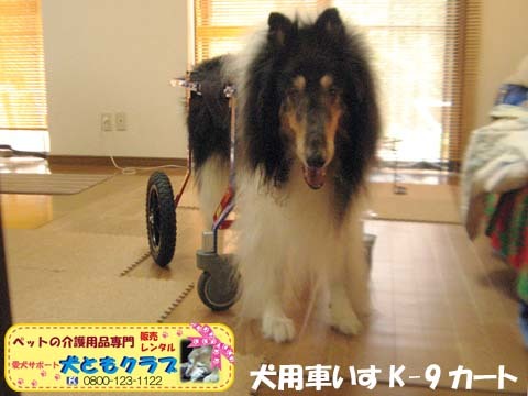 犬用車椅子K9Cartsコリーのアッシュくん用2017070805.jpg