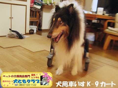 犬用車椅子K9Cartsコリーのアッシュくん用2017070806.jpg
