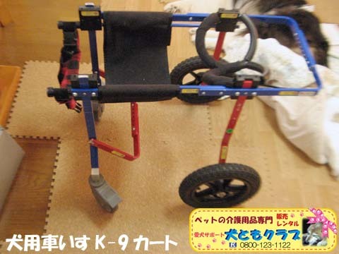 犬用車椅子K9Cartsコリーのアッシュくん用2017070808.jpg