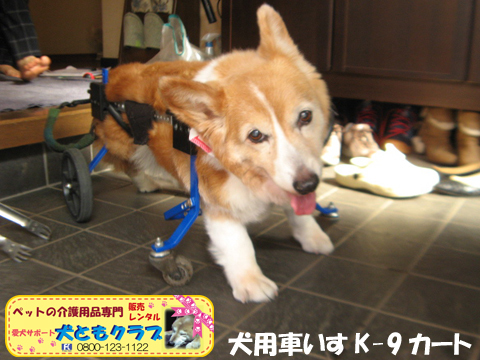犬用車椅子K9Cartsコーギーのラブちゃん用2017061701.jpg