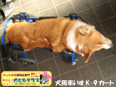 犬用車椅子K9Cartsコーギーのラブちゃん用2017061703.jpg