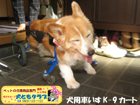 犬用車椅子K9Cartsコーギーのラブちゃん用2017061704.jpg