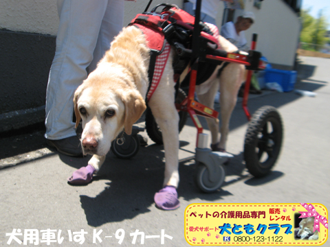犬用車椅子K9Cartsラブラドールのラブくん用20170602.jpg