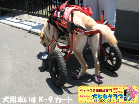 犬用車椅子K9Cartsラブラドールのラブくん用2017060203.jpg