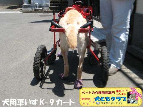犬用車椅子K9Cartsラブラドールのラブくん用2017060204.jpg