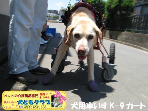 犬用車椅子K9Cartsラブラドールのラブくん用2017060205.jpg