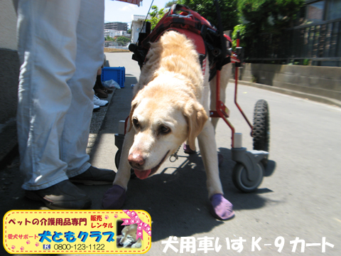 犬用車椅子K9Cartsラブラドールのラブくん用2017060206.jpg