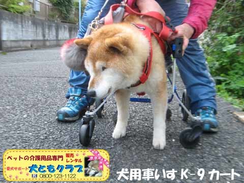 犬用車椅子K9Carts柴犬のチャチャちゃん2017041401.jpg