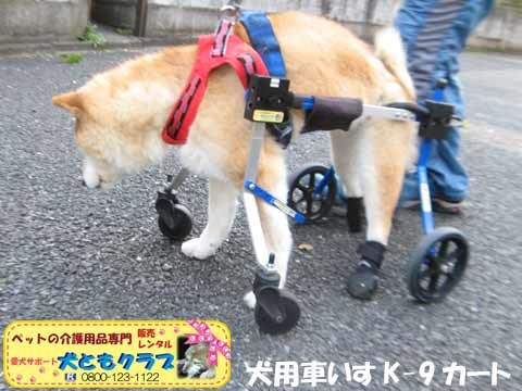 犬用車椅子K9Carts柴犬のチャチャちゃん2017041402.jpg
