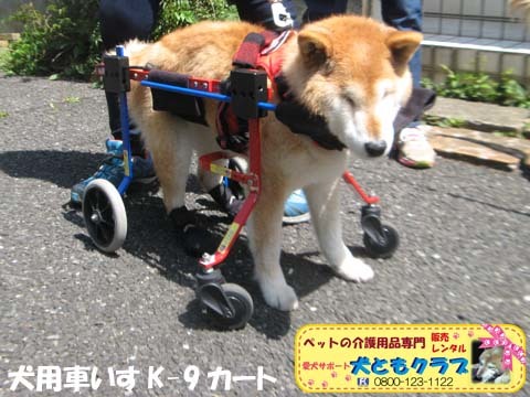 犬用車椅子K9Carts柴犬のチャチャちゃん2017042501.jpg