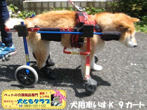 犬用車椅子K9Carts柴犬のチャチャちゃん2017042503.jpg