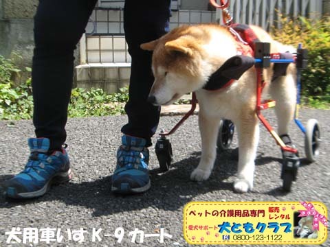 犬用車椅子K9Carts柴犬のチャチャちゃん2017042504.jpg