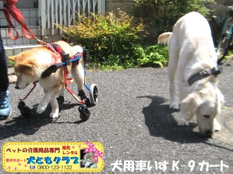 犬用車椅子K9Carts柴犬のチャチャちゃん2017042507.jpg