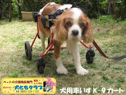 犬用車椅子K9カート2016040602.jpg
