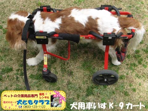 犬用車椅子K9カート2016040604.jpg
