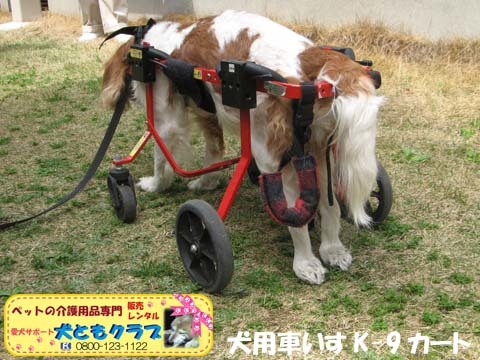 犬用車椅子K9カート2016040605.jpg