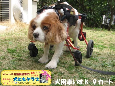 犬用車椅子K9カート2016040606.jpg