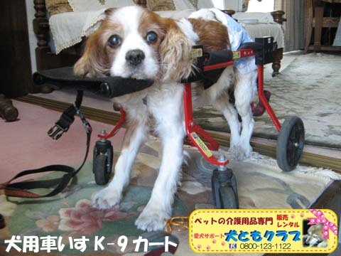 犬用車椅子K9カート2016051801.jpg