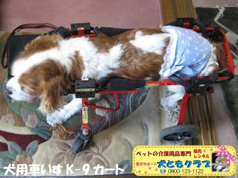 犬用車椅子K9カート2016051803.jpg