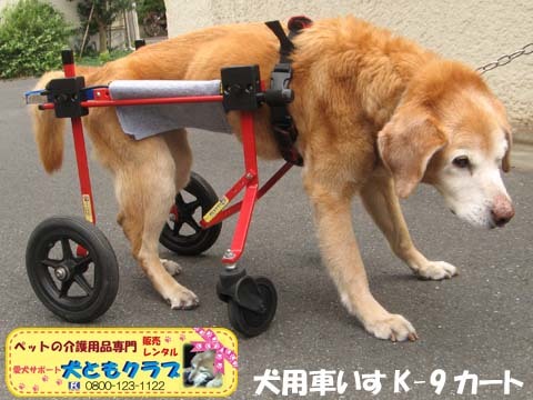 犬用車椅子K9カート　チャッピーちゃん用2016060402.jpg
