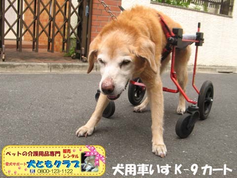 犬用車椅子K9カート　チャッピーちゃん用2016060403.jpg