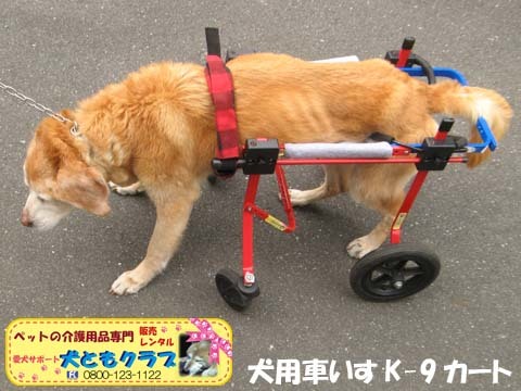 犬用車椅子K9カート　チャッピーちゃん用2016060404.jpg