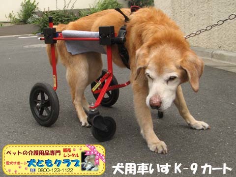 犬用車椅子K9カート　チャッピーちゃん用2016060405.jpg