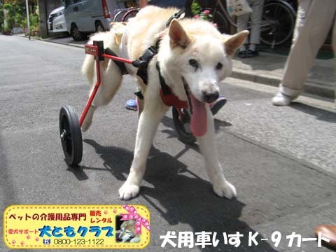 犬用車椅子K9カート　トト丸くん用2017082901.jpg