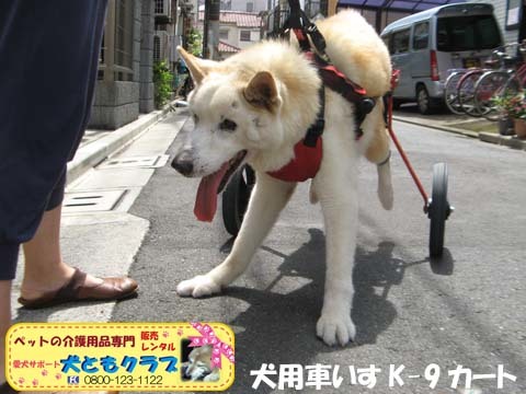 犬用車椅子K9カート　トト丸くん用2017082902.jpg