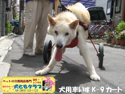 犬用車椅子K9カート　トト丸くん用2017082903.jpg