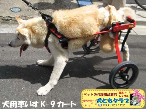 犬用車椅子K9カート　トト丸くん用2017082904.jpg
