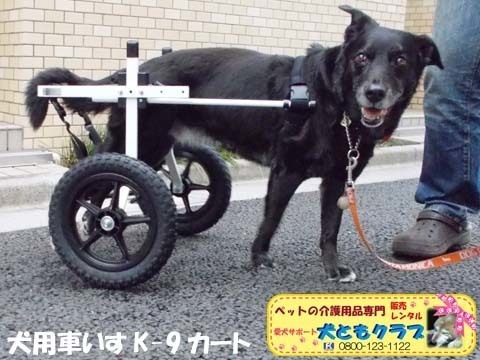 犬用車椅子K9カート　ミックス犬のノアールちゃん2018011801.jpg