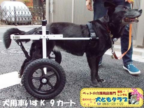 犬用車椅子K9カート　ミックス犬のノアールちゃん2018011803.jpg