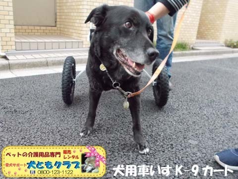 犬用車椅子K9カート　ミックス犬のノアールちゃん2018011806.jpg