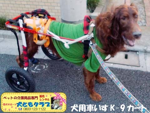 犬用車椅子K9カートアイリッシュセターのグローリーくん2017122801.jpg