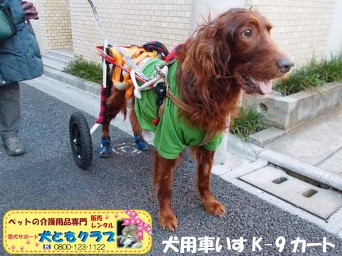 犬用車椅子K9カートアイリッシュセターのグローリーくん2017122802.jpg
