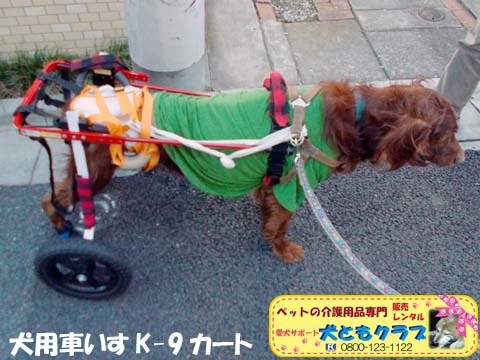 犬用車椅子K9カートアイリッシュセターのグローリーくん2017122804.jpg