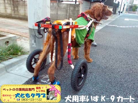 犬用車椅子K9カートアイリッシュセターのグローリーくん2017122805.jpg