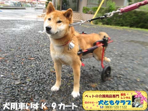 犬用車椅子K9カートアポロくん2017052601.jpg