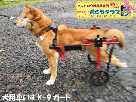 犬用車椅子K9カートアポロくん2017052602.jpg