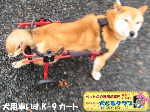 犬用車椅子K9カートアポロくん2017052603.jpg